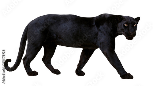 Konstfotografi Sleek black panther walking with intense yellow eyes, isolated on transparent ba