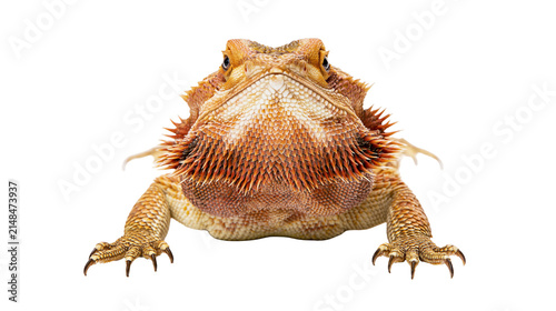 Bearded dragon reptile with spiky scales, isolated on transparent background
