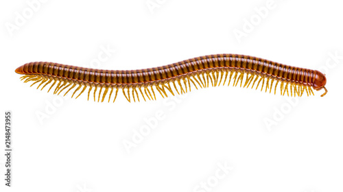 Quadro su tela Brown segmented millipede with many yellow legs, isolated on transparent backgro
