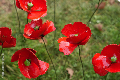 Red poppy sculpture garden flower metal art outdoor decorative botanical display