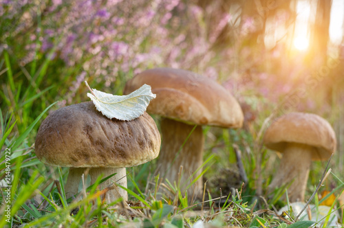Mushrooms (Boletus edulis) at summer
