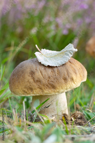 Mushroom (Boletus edulis) at summer