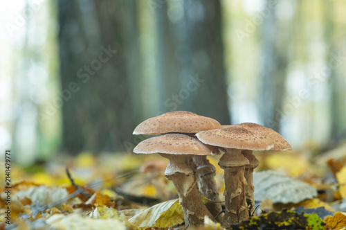 Mushrooms (Armillaria mellea) in autumn forest.