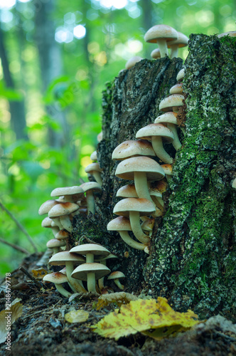 Mushrooms are growing on a rotten stump
