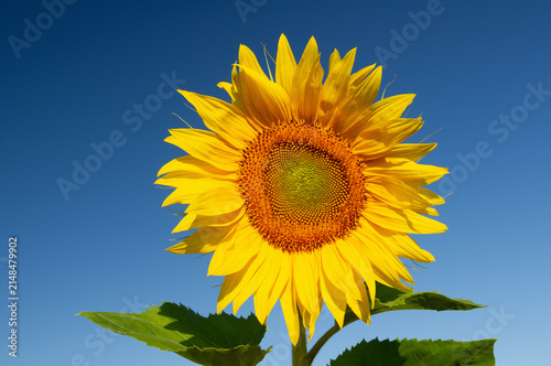 Close-up of a sunflower at summer