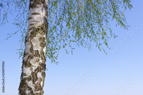 Tree against the blue sky.