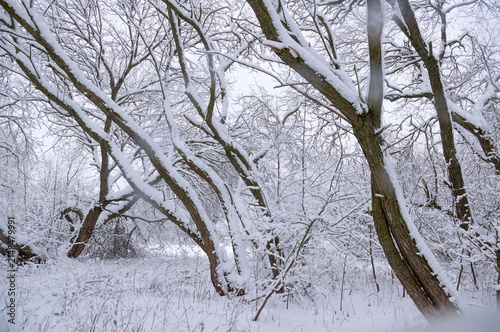 Winter landscape on a foggy morning.