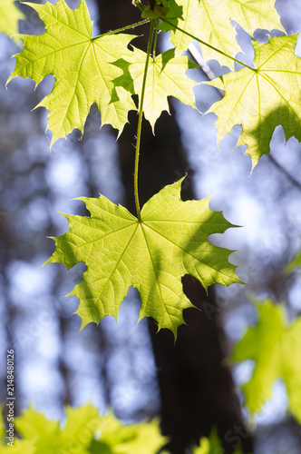 Yellowed leaves on a tree