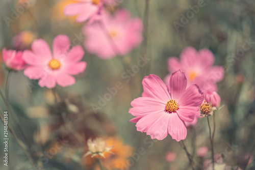 Pink cosmos flowers against a background of earthy tones outdoors, selective focus, beautiful floral banner in autumn colors