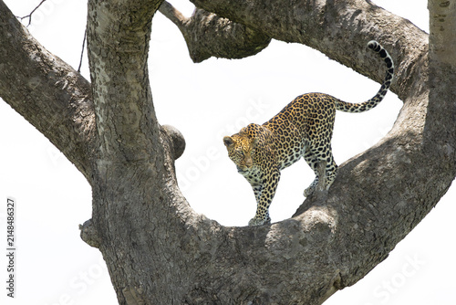 Canvas Print African leopard female standing on a tree