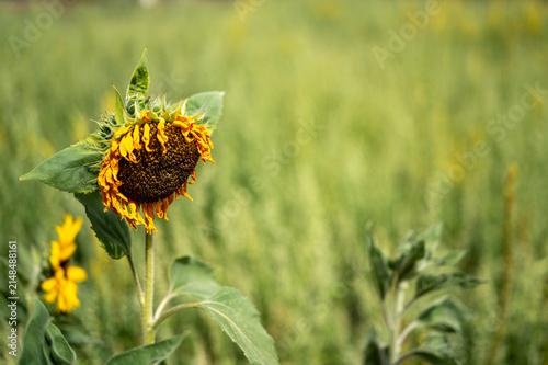 Wilting sunflower head in a green field