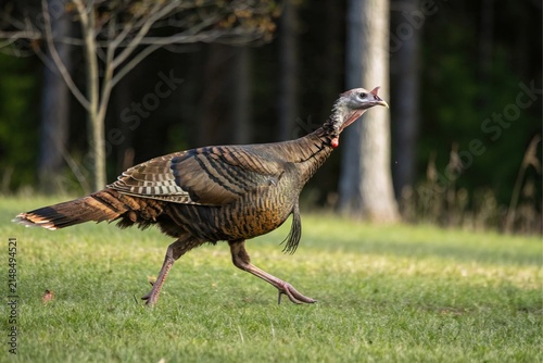 A wild turkey walking across a green grassy field with trees in the background during the day
