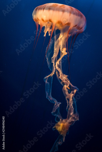 View of a translucent jellyfish with long flowing tentacles swimming in deep blue water US.