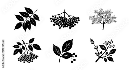 Bild auf Leinwand Botanical Vector Illustrations: Elderberry Branches, Leaves, and Clusters, Black