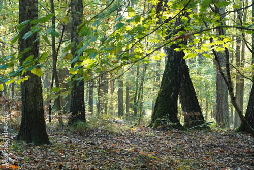 Sunlit deciduous forest with moss-covered tree and fresh green foliage
