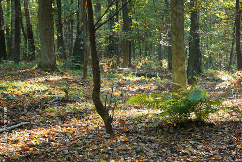 Sunlit forest floor with fern in a mature deciduous woodland