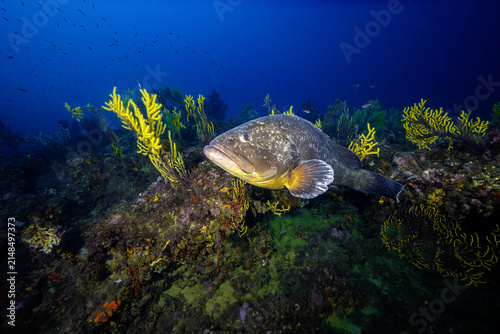View of a large grouper fish swimming near vibrant yellow gorgonian corals in the rocky reef of the Medes Islands, Girona, Catalonia, Spain.