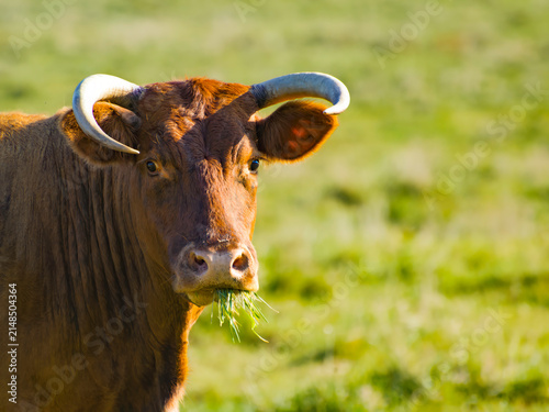 Bild auf Leinwand Cow chewing grass in a green field during midday sunlight