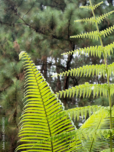 Canvas Print Mountain ferns are a group of ferns that thrive in cool, humid mountainous areas