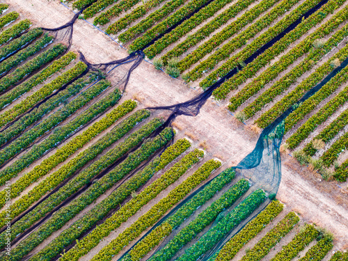 Aerial view of rows of lush green grapevines in a vineyard with protective netting draped over the plants in Rhineland-Palatinate, Germany.