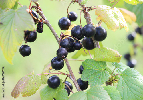 On the bush berries are ripe blackcurrant (Ribes nigrum).