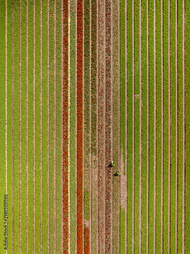 Aerial view of vibrant rows of blooming tulips in a flower field with two farmers tending to the crops in Lisse, South Holland, Netherlands.