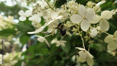 slow motion honey bee pollinates white flowers