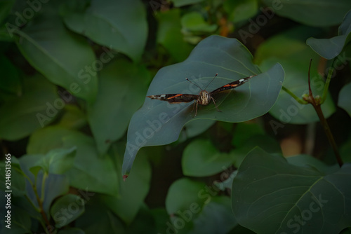 Foto Colorful Vanessa atalanta spreading its wings on a tiny leaf in the forest