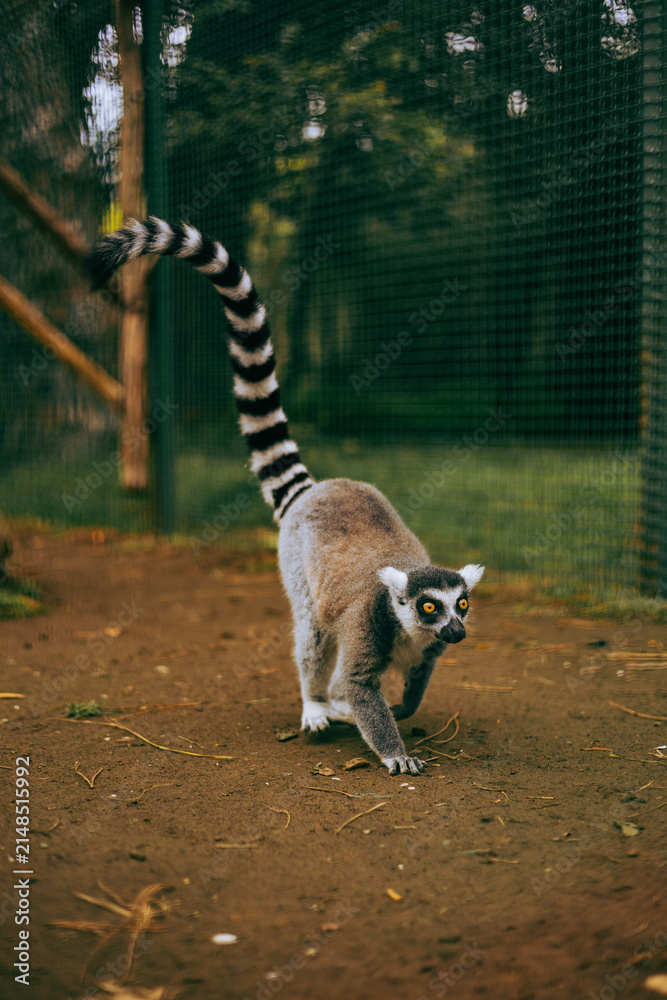Fototapeta premium ring tailed lemur catta