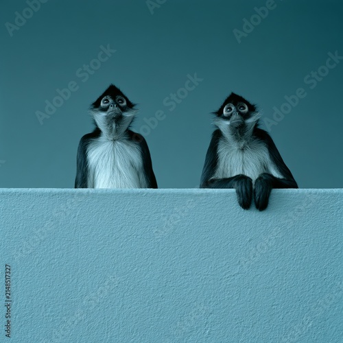 Calm spider monkeys framed by pale blue environment.