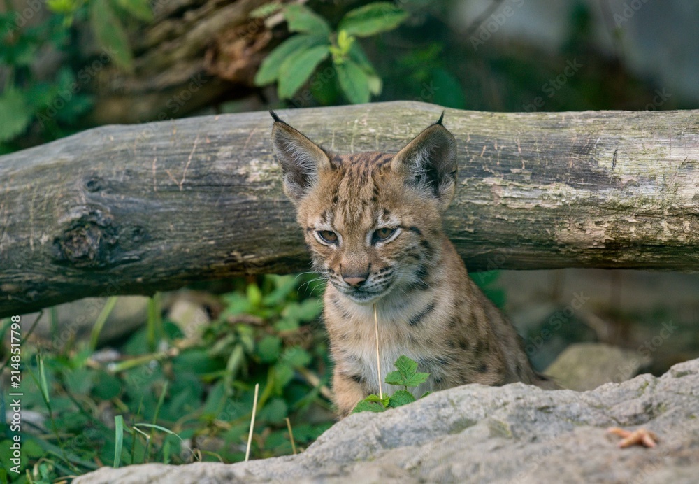 Fototapeta premium Eurasian lynx (Lynx lynx)
