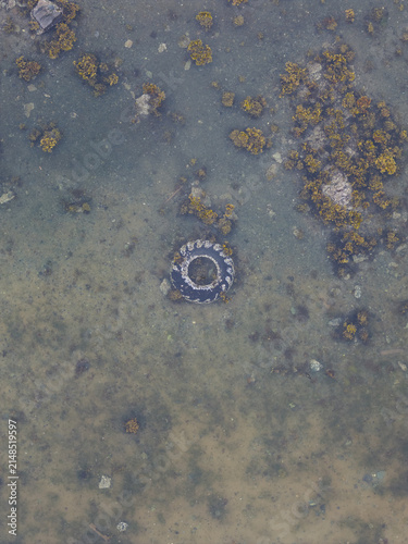 Aerial view of a discarded tire submerged in shallow water surrounded by patches of seaweed and rocky seabed in Unalaska, Alaska, United States.