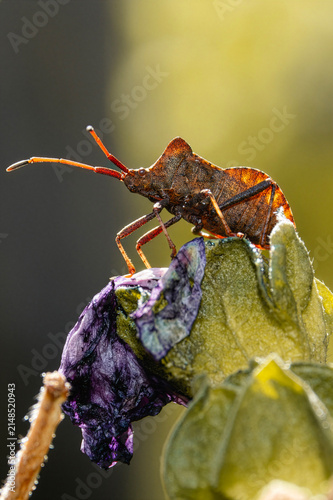 bug on a leaf