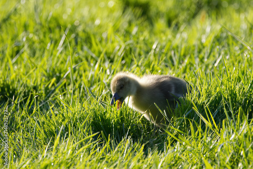 Obraz na plátne A greylag goose in the grass in the sunshine, a chick pecking at the grass, gray
