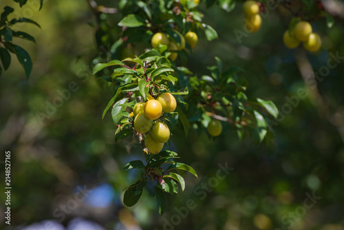 фотографія Mirabelle plums (Prunus domestica subsp. syriaca)