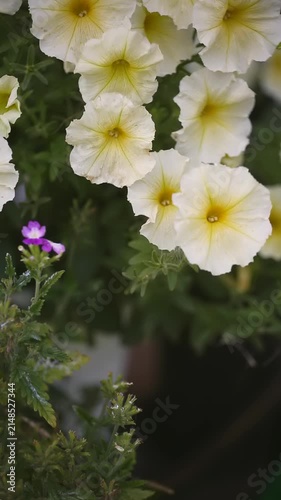 Vibrant white petunias with yellow centers bloom alongside a small purple flower in a lush garden during the spring season.