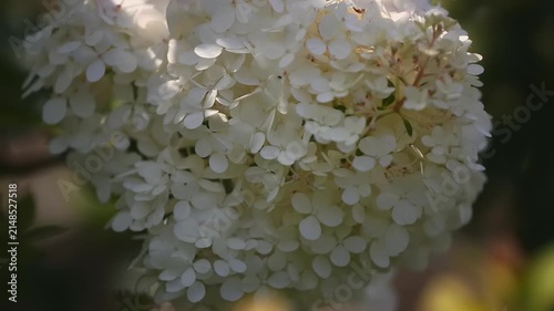 Close-up view of delicate white hydrangea blossoms brightening the garden with their layered petals on a sunny day.