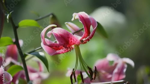 Pink lilies stand elegantly in the sun-drenched garden, showcasing their unique petals while surrounded by lush greenery.