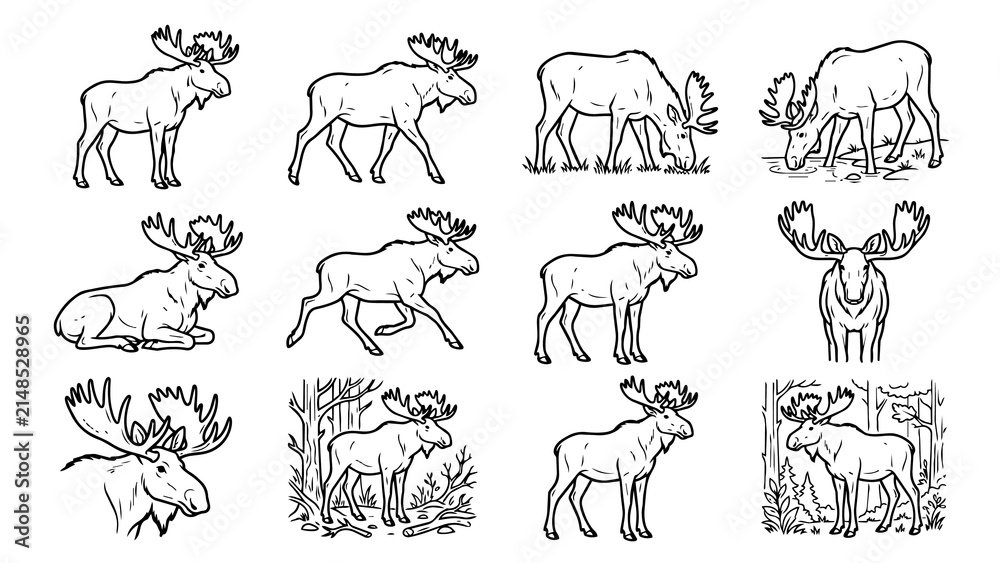 Fototapeta premium Various moose illustrations showing different poses and natural behaviors transparent background