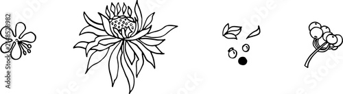Botany leavs and branches. Beautiful hand drawn black and white design template. Botanical set no background