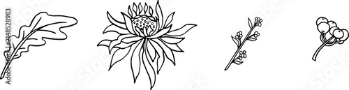 Botany leavs and branches. Beautiful hand drawn black and white design template. Botanical set no background