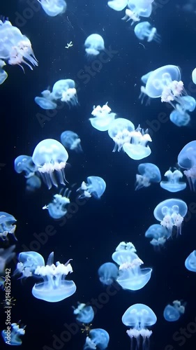 Translucent white jellyfish floating in dark blue water.