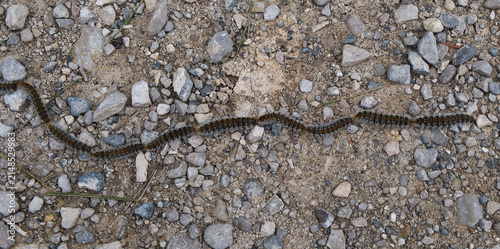 A row of pine processionary caterpillars (Thaumetopoea pityocampa), a major seasonal hazard in southern Europe. The hairs can cause an allergic reaction and can be potentially lethal to dogs
