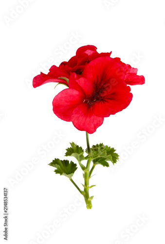 Red Geranium Flower Isolated on White Background, Blooming Pelargonium Blossom with Green Leaves