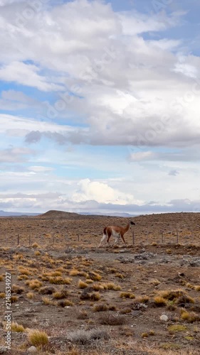 Guanaco jumping over a wire fence in the wild Patagonian steppe landscape under a cloudy sky, Patagonia, Argentina