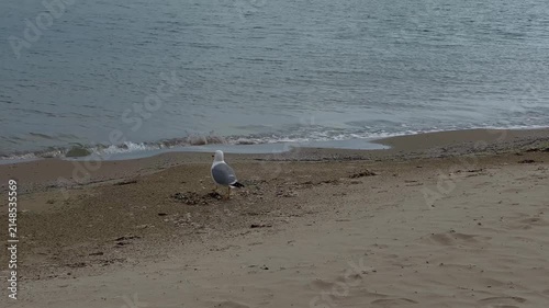 Seagull walking along the sandy shoreline beside gentle sea waves in natural daylight creating a peaceful coastal wildlife and nature scene. High quality 4k footage