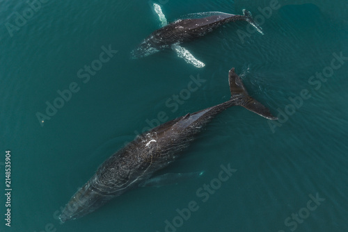 Aerial view of two humpback whales swimming gracefully in the deep blue waters of the Pacific Ocean near Unalaska, Alaska, United States.
