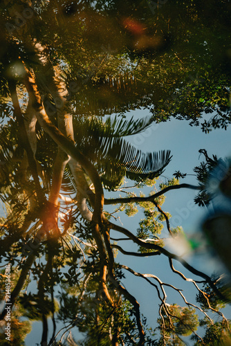 View of tree reflections in water with palm fronds and clear blue sky in Dee Why, New South Wales, Australia.