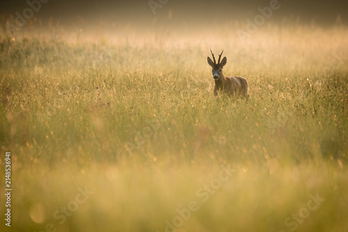 View of a roe deer buck standing in a grassy meadow during a misty golden hour morning in Debrzno, Pomeranian Voivodeship, Poland.