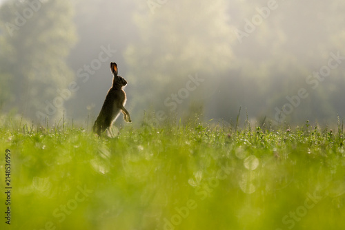 View of a hare standing on its hind legs in a lush green meadow during the golden hour with soft backlighting and bokeh in Debrzno, Pomeranian Voivodeship, Poland.